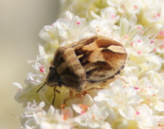 Homaemus parvulus