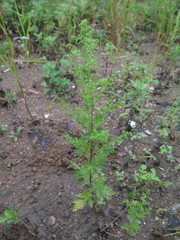 Artemisia annua