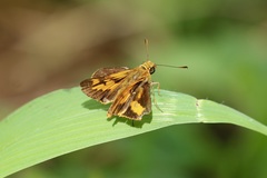 Oriens augustula