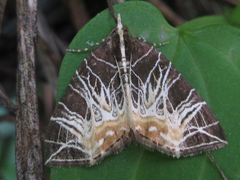 Evecliptopera illitata