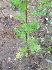 Artemisia annua