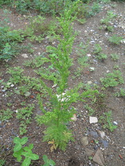 Artemisia annua