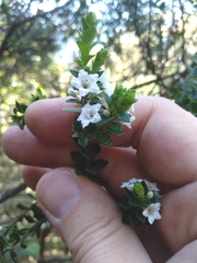 Epacris coriacea