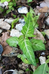 Lepidagathis incurva