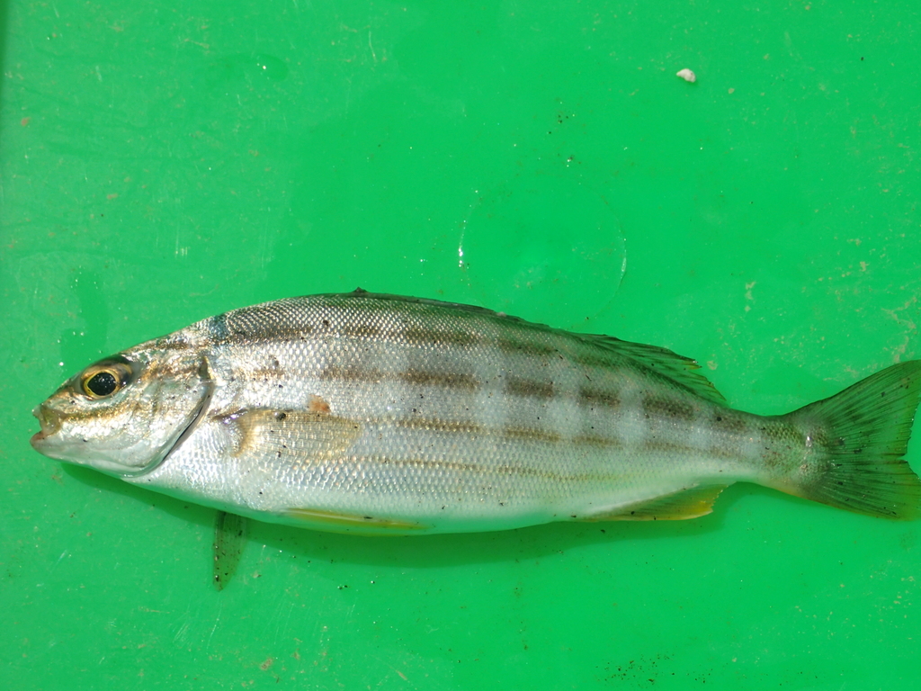 Fourlined terapon