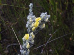 Aspalathus caledonensis