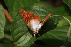 Charaxes varanes vologeses
