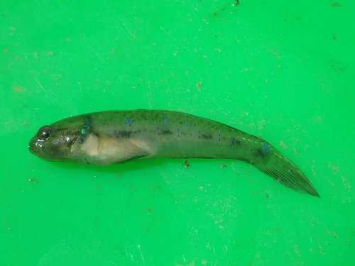 Vigan goby (Acentrogobius viganensis) — Gobiidae — 5