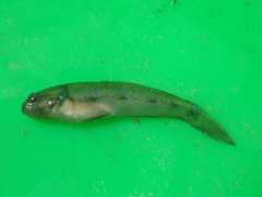 Acentrogobius viganensis