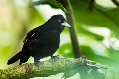 Cacicus chrysonotus