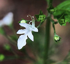 Teucrium corymbosum