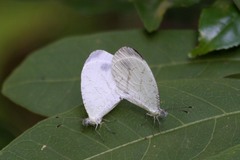 Leptosia alcesta