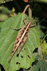 Cyrtacanthacris tatarica