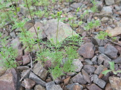 Bidens parviflora