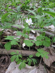 Isopyrum thalictroides