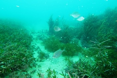 Parequula melbournensis