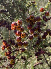 Boronia megastigma