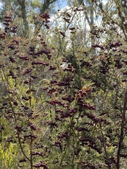 Boronia megastigma