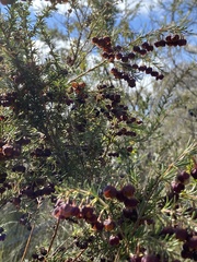 Boronia megastigma