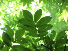 Pterocarya rhoifolia