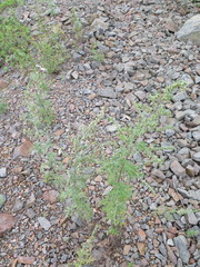 Artemisia sieversiana