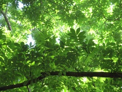 Pterocarya rhoifolia