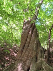 Pterocarya rhoifolia
