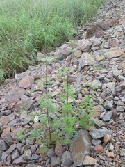 Bidens parviflora
