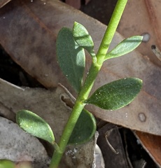 Boronia spathulata