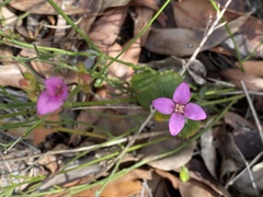 Boronia spathulata