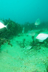 Parequula melbournensis