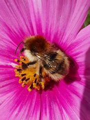 Bombus pascuorum
