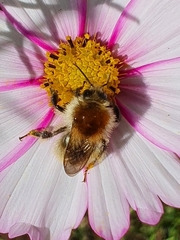 Bombus pascuorum