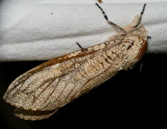 Strigocossus capensis