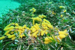 Botrylloides perspicuus