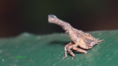 Pyrops candelaria
