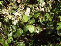 Parsonsia fulva