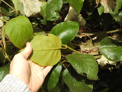 Parsonsia fulva