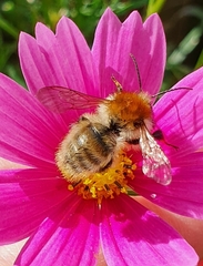 Bombus pascuorum