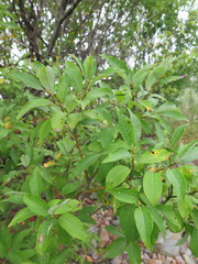 Salix taraikensis