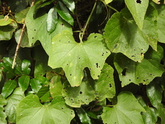 Trichosanthes subvelutina