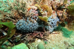 Clavelina moluccensis