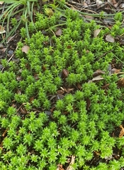 Pogonatum subulatum