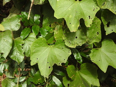Trichosanthes subvelutina