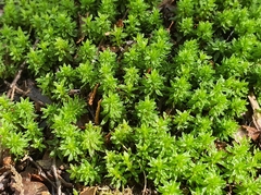 Pogonatum subulatum