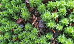 Pogonatum subulatum