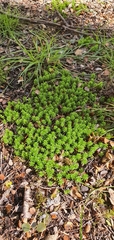 Pogonatum subulatum