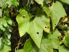 Trichosanthes subvelutina