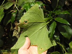 Trichosanthes subvelutina