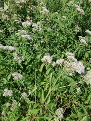Eupatorium cannabinum